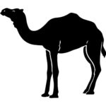 Camel4