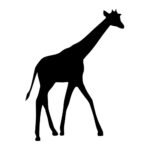 Giraffe5